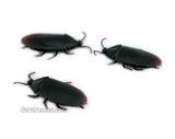 3 Fake Cockroaches